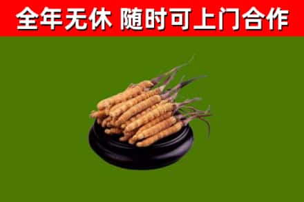 平房回收散虫草