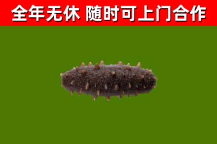 平房回收海参干